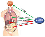 AMPK functions in many organs to control energy levels